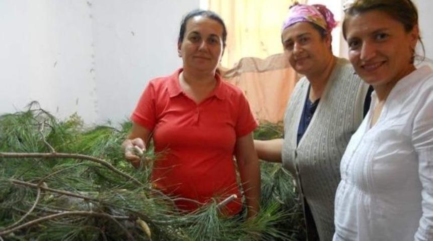 Dalaman&rsquo;da İpekb&ouml;cek&ccedil;iliği Hızla Yaygınlaşıyor