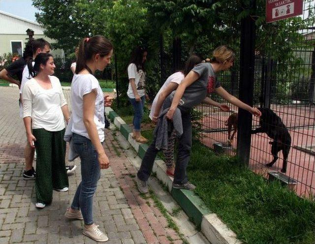 Polonya'dan Geldiler, Bursa'daki Hayvan Barınağı'na Hayran Kaldılar