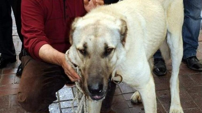 Dev &lsquo;boğar&rsquo;ı G&ouml;renler Aslan Sandı