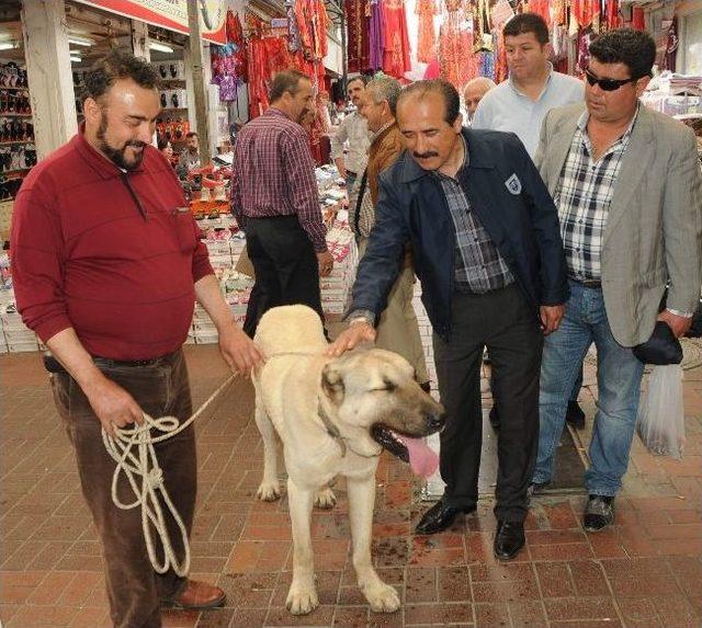 Dev ‘boğar’ı Görenler Aslan Sandı