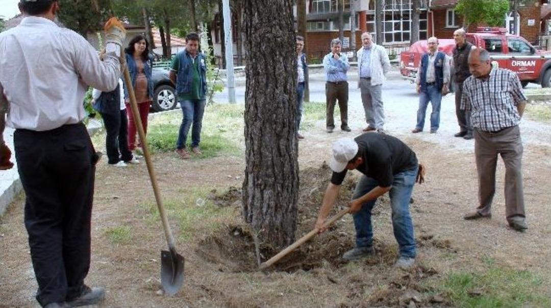 Gediz'de &Ccedil;am Ağa&ccedil;ları Neden Kuruyor