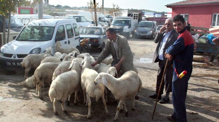 Şap Hastalığı Tehlikesi Ge&ccedil;ti, Nevşehir Hayvan Pazarı Yeniden A&ccedil;ıldı