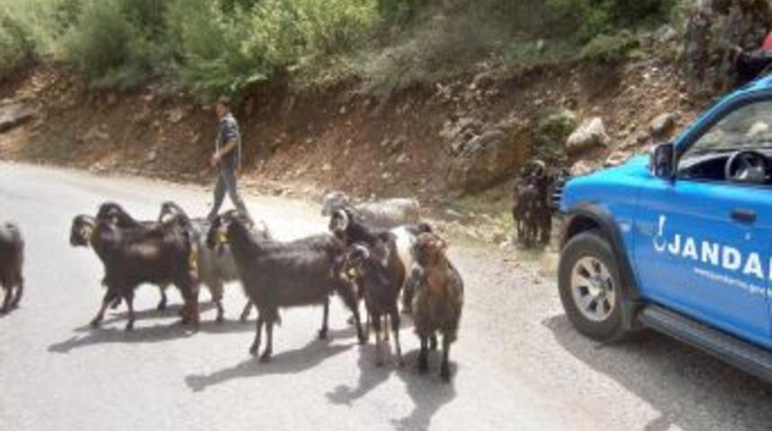Ağıldan Ka&ccedil;an Hayvanları Jandarma Buldu