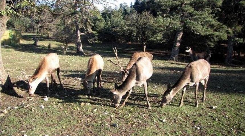 Samsun&rsquo;da Geyik Nesli &Ccedil;oğaltılıyor