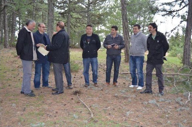 K&uuml;tahya nın Ormanları Yeni D&uuml;zenleme 1