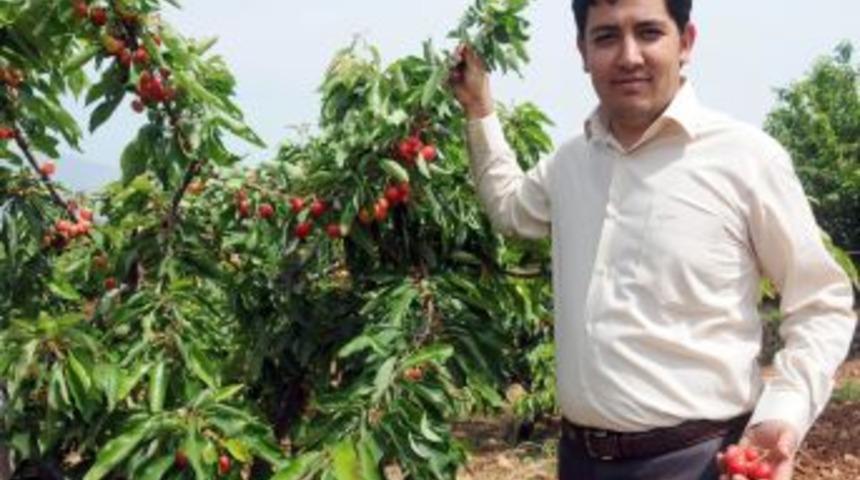Şiddetli R&uuml;zg&acirc;r Kiraz Bah&ccedil;elerine Zarar Verdi