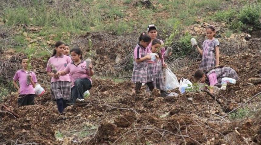 Amanoslar Yeşeriyor