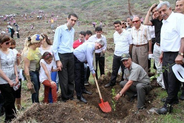 Amanoslar Yeşeriyor