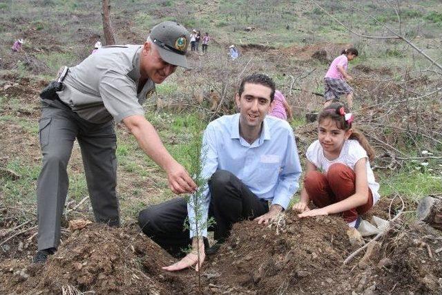 Amanoslar Yeşeriyor