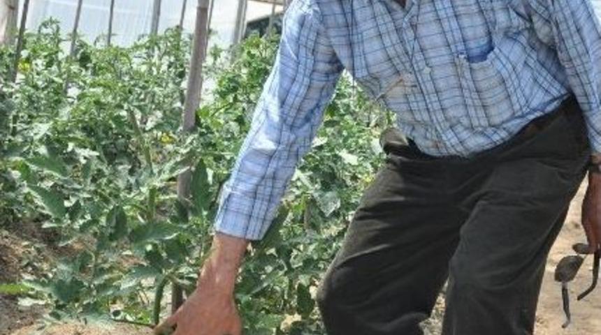 Irak&rsquo;a 500 Ton Kulaca Sal&ccedil;ası İhra&ccedil; Edilecek