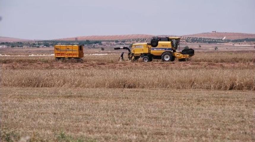 Yağışlar Arpa Hasadını Erken Başlattı