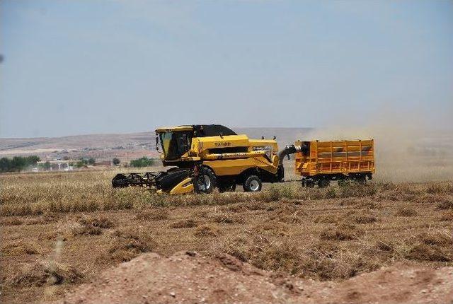 Yağışlar Arpa Hasadını Erken Başlattı