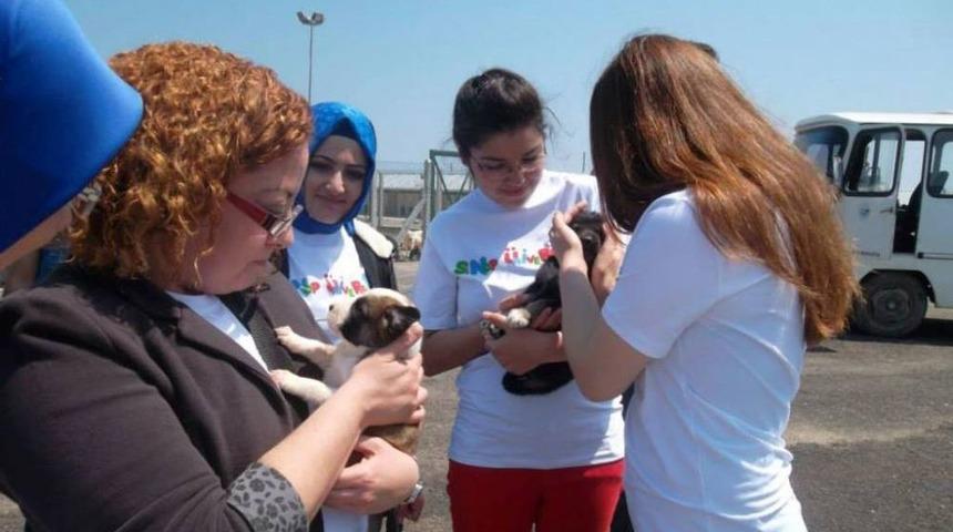 S&uuml;r&uuml;c&uuml;ye Uyarı: Sokak Hayvanlarını G&ouml;r Ve Koru