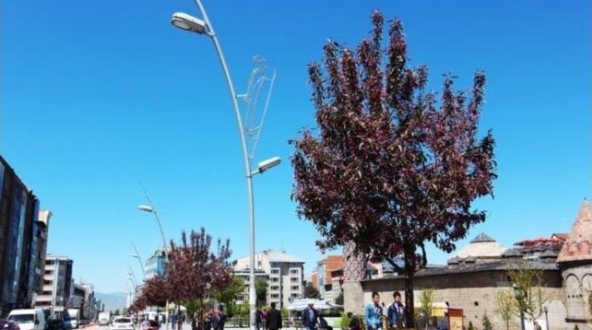 S&uuml;s Eriği Ve S&uuml;s Elması Ağa&ccedil;ları Erzurum&rsquo;a Farklı Bir Atmosfer Kazandırdı