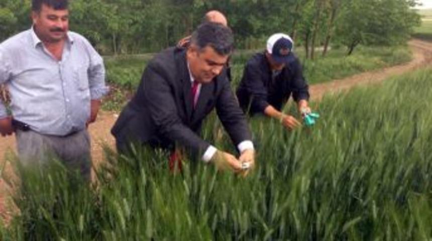 Ereğli&rsquo;de Faydalı B&ouml;cekler Tarlalara Salındı