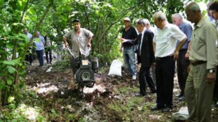 Fındık Zurufu Meyve Bah&ccedil;elerinde Organik G&uuml;bre Olarak Kullanılacak