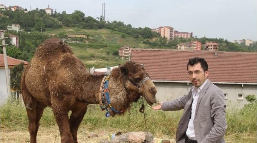 Kermesin Duyurusunu Deve İle Yapacaklar