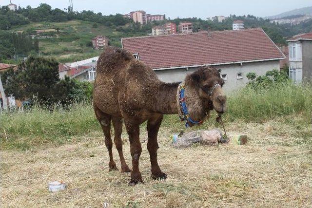 Kermesin Duyurusunu Deve İle Yapacaklar