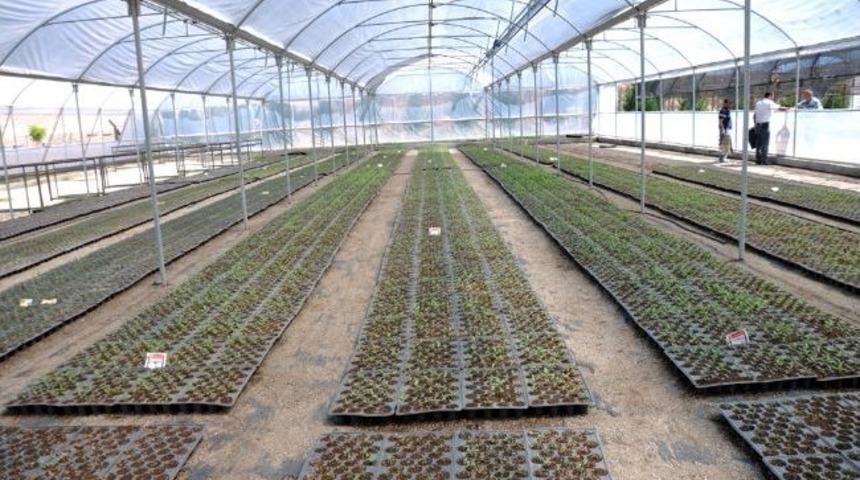 Kızıltepe'de 80 Bin &Ccedil;i&ccedil;eğin Ekimine Başladı