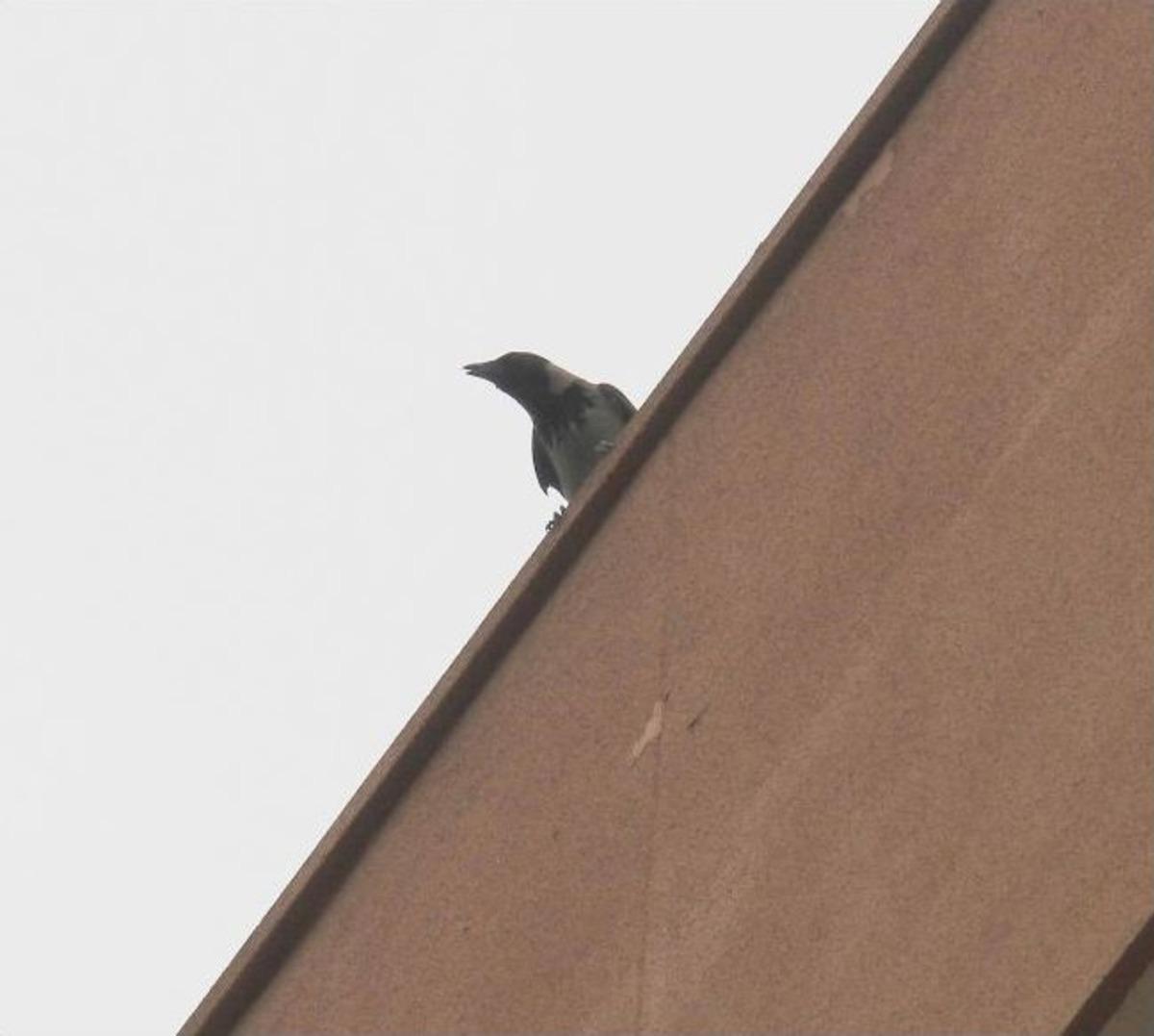 Ana Karganın &Ccedil;ığlığı Yavrularını Kurtardı