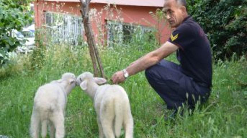 İtfaiyecilere Kuzu Terapisi!