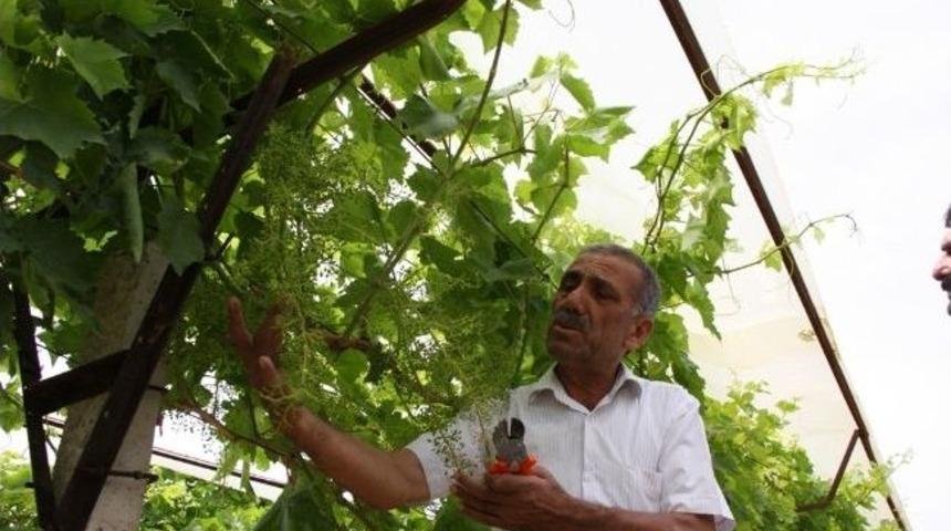 Sarıg&ouml;l Ziraat Odası&rsquo;ndan &Ouml;rt&uuml; Projesi Hazırlığı