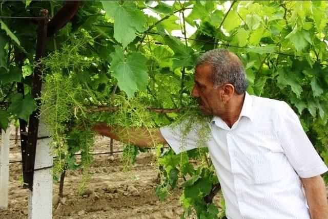 Sarıgöl Ziraat Odası’ndan Örtü Projesi Hazırlığı