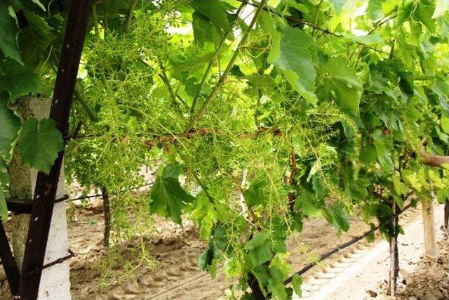 Sarıgöl Ziraat Odası’ndan Örtü Projesi Hazırlığı