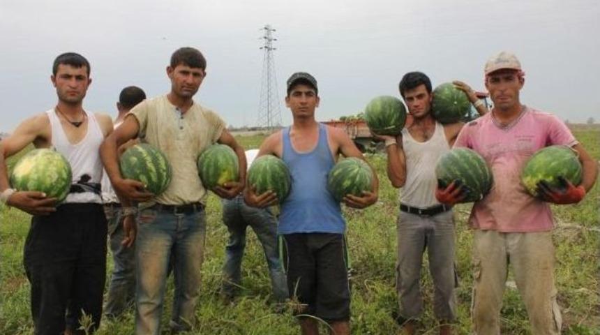 Adana'da Karpuz Hasadı Devam Ediyor