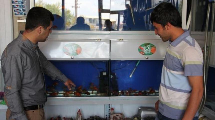 Ahlat'ta "balon Moli" Balığı İlgi G&ouml;r&uuml;yor