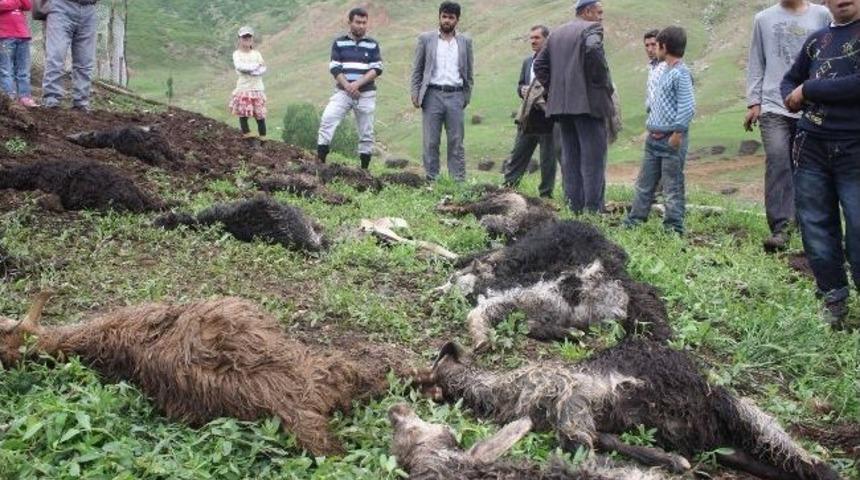 Muş&rsquo;ta K&uuml;&ccedil;&uuml;kbaş Hayvan S&uuml;r&uuml;s&uuml; Doluya Yakalandı