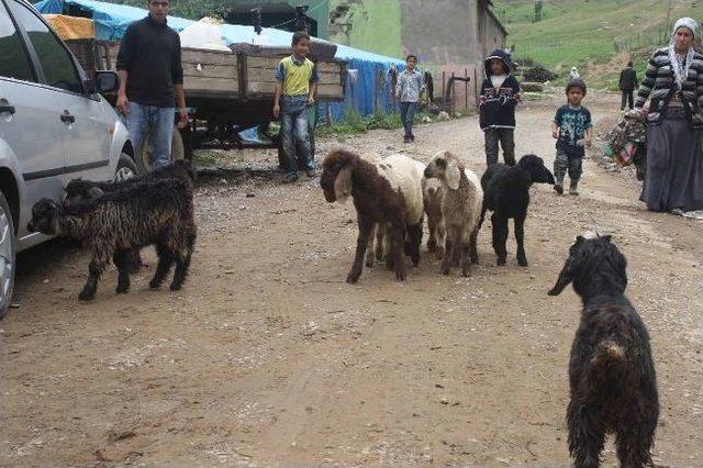 Muş’ta Küçükbaş Hayvan Sürüsü Doluya Yakalandı