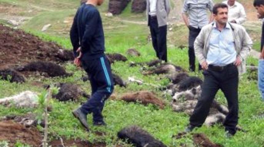 Muş'ta 30 K&uuml;&ccedil;&uuml;kbaş Hayvan Telef Oldu