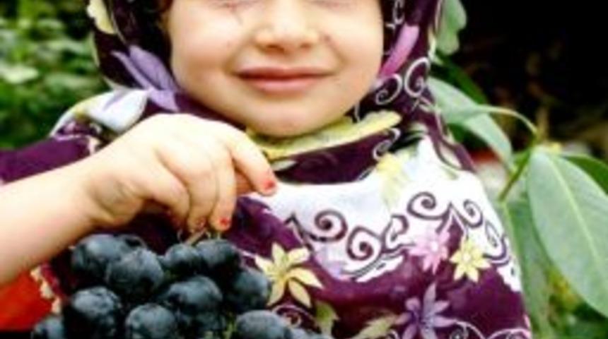 Dolu Zararı, Çekirdekli Sofralık Üzümü Gözde Yaptı