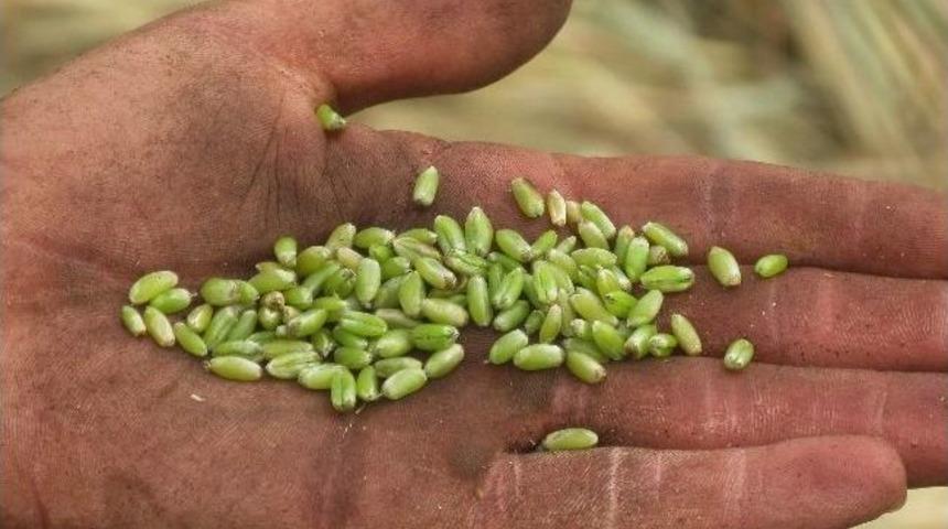 Araban Ovası&rsquo;nda Firik Sezonu Başladı