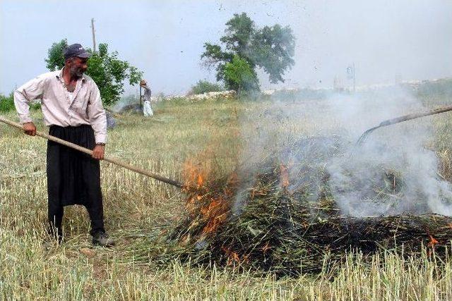 Araban Ovası&rsquo;nda Firik Sezonu Başladı 1