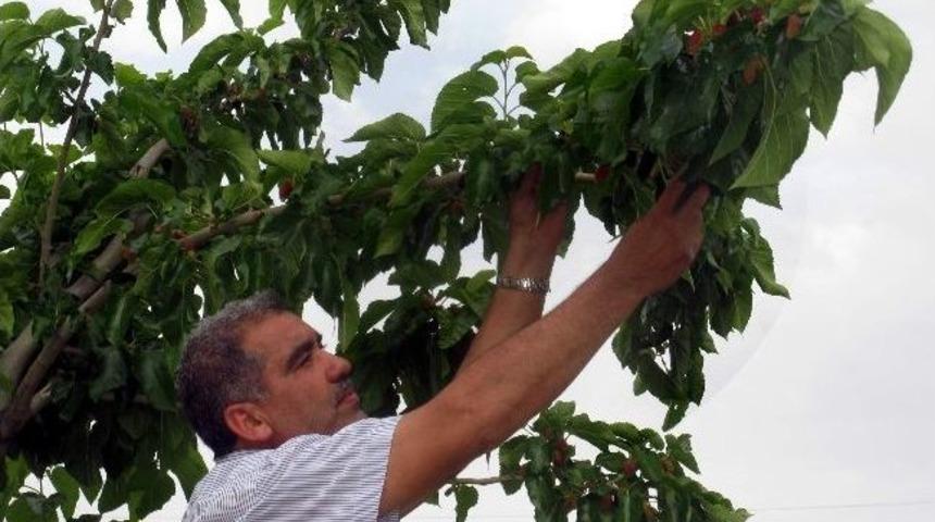 Araban İl&ccedil;esinde Organik Meyvecilik Gelişiyor