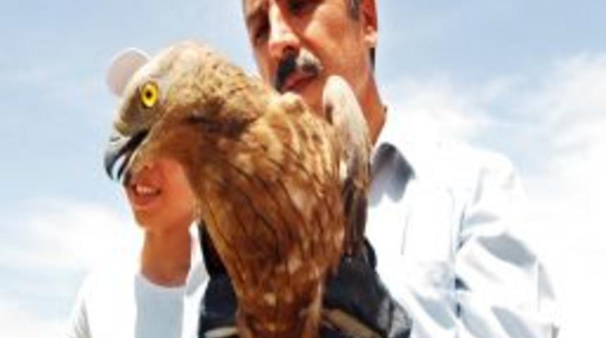 Van'da Tedavi Edilen Yaralı Şahin, Vurulduğu Yerde Doğaya Salındı