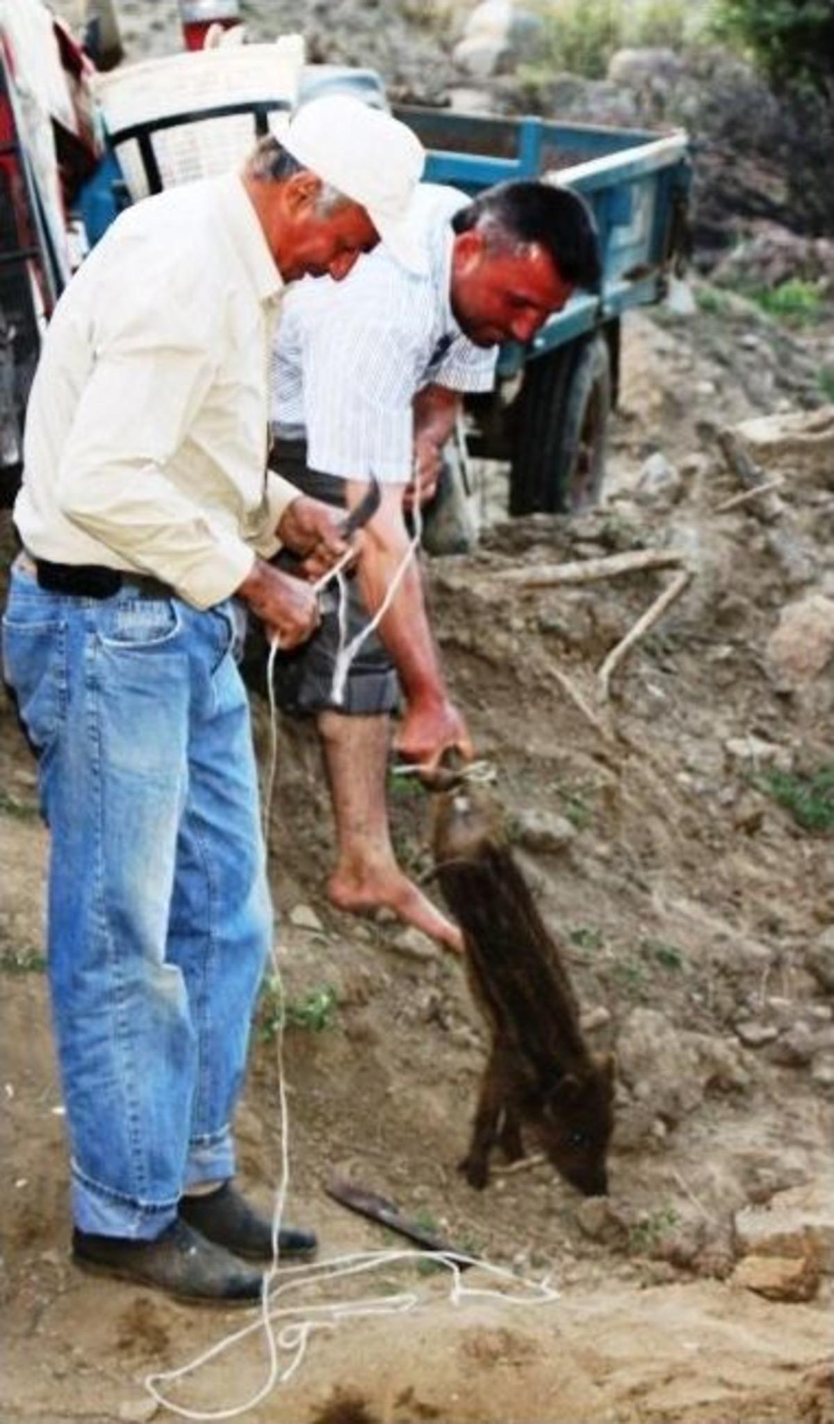 &Ccedil;ukura D&uuml;şen Yaban Domuzu Yavruları Kurtarıldı