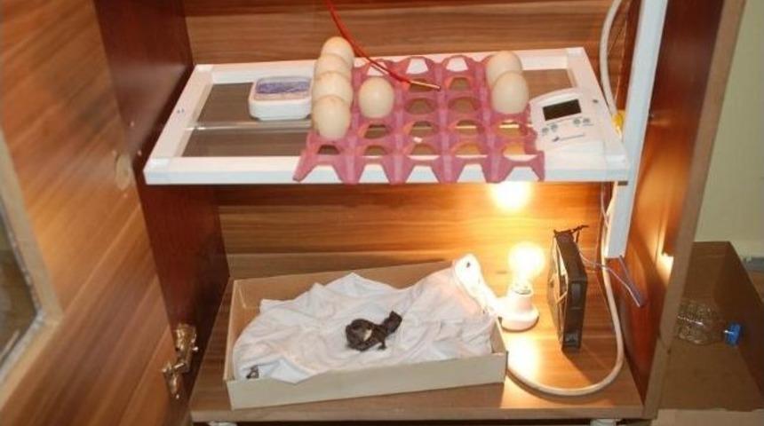 &Ouml;ğrenciler, Dolaptan Yaptıkları Kulu&ccedil;ka Makinesi İle Civciv &Uuml;retti