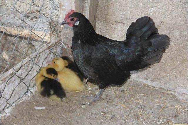 Ördek Yavrularına Tavuk Annelik Yapıyor