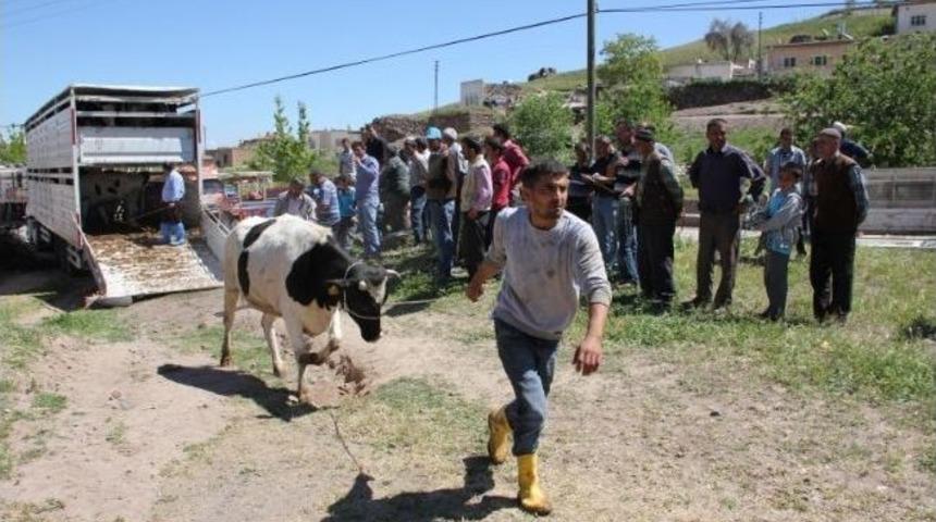 Nevşehir&rsquo;de &Uuml;reticilere Gebe D&uuml;ve Dağıtıldı
