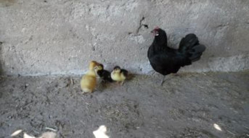 Tavuk &ouml;rdek yavrularına annelik yapıyor