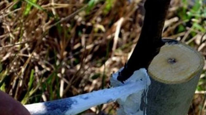 Umurlu&rsquo;da Uygulamalı Ceviz Aşılama Eğitimi