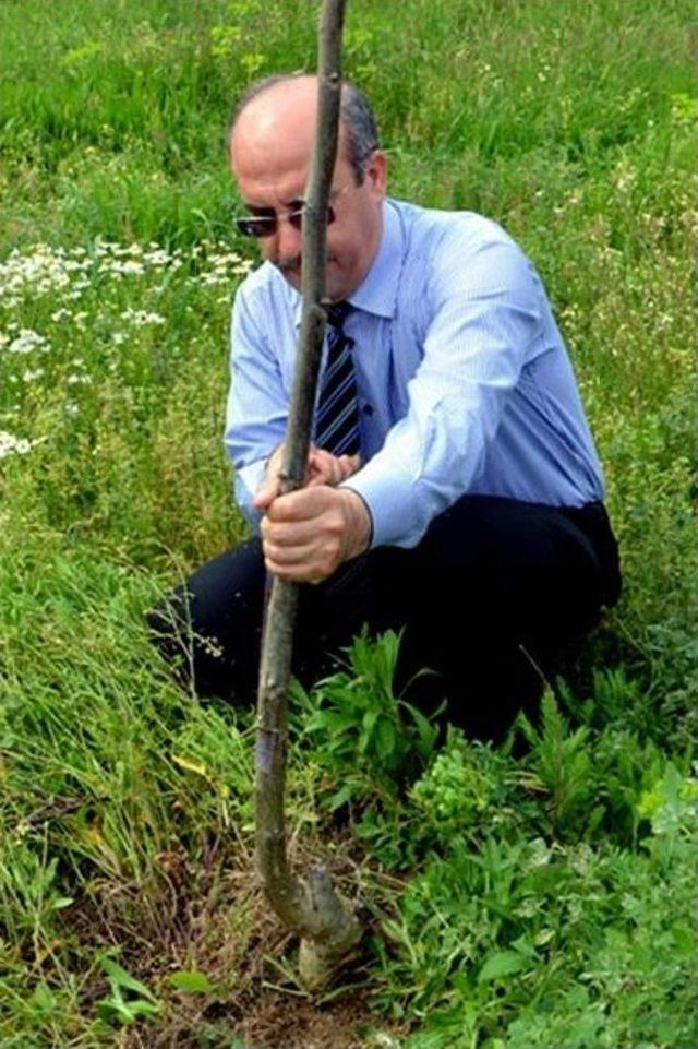 Umurlu&rsquo;da Uygulamalı Ceviz Aşılama Eğitimi 1