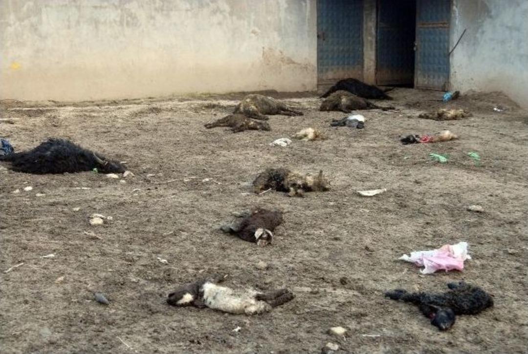 K&ouml;pekler 40 K&uuml;&ccedil;&uuml;kbaş Hayvanı Telef Etti