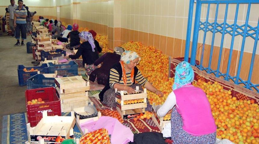Mut'un Kayısı Ihracatından 35 Milyon Dolar Bekleniyor