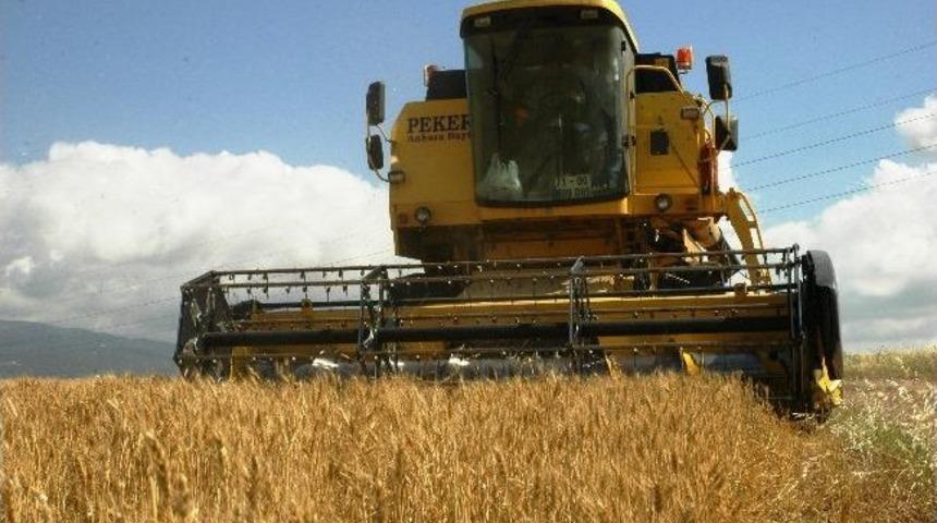 Kadirli&rsquo;de Buğday Hasadı Başladı