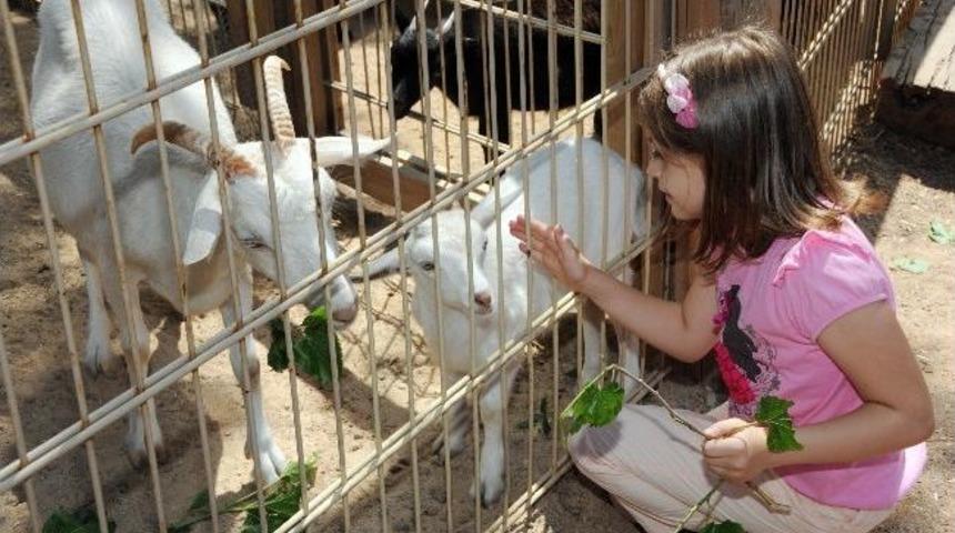 Hayvanat Bah&ccedil;esi&rsquo;nde &ldquo;bahar Şenliği&rdquo; Coşkusu