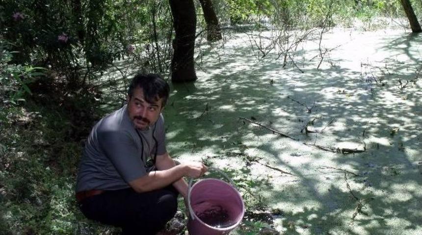 6 Bin Balık Yavrusu G&ouml;le Bırakıldı